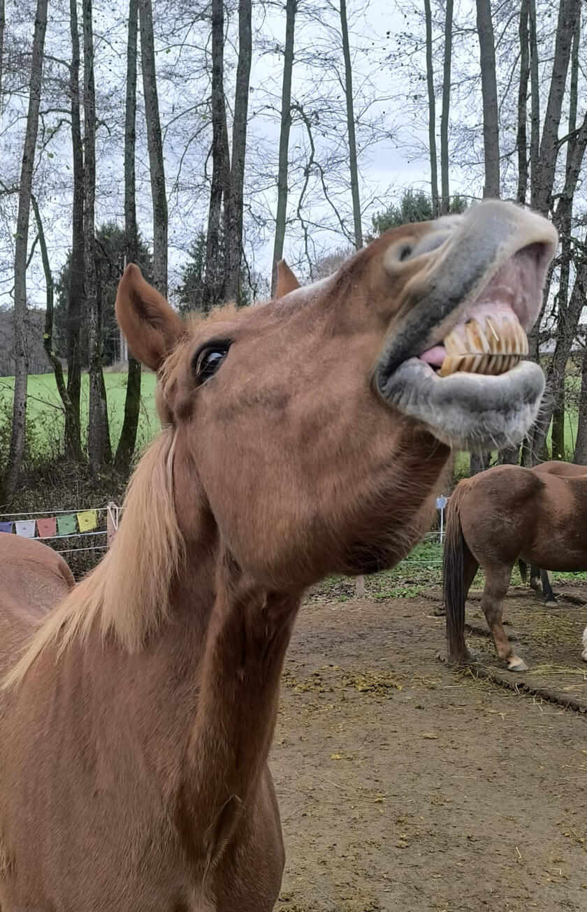 Vandor - der Witzbold :)